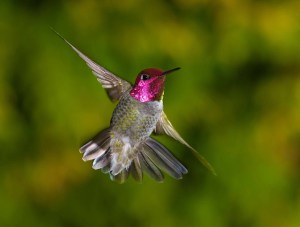 hummingbird  flying in the garden